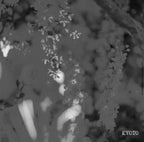 [E]  Ethiopia Alo Mewa Estate Natural