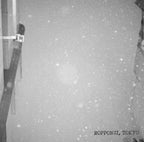 [G]  El Salvador Angelino Geisha Natural