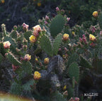 [A]  Ecuador Chito Community Washed