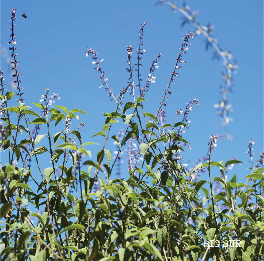 [J]  Colombia El Diviso Sidra Hydrohoney