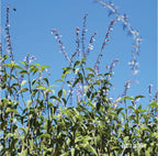 [J]  Colombia El Diviso Sidra Hydrohoney