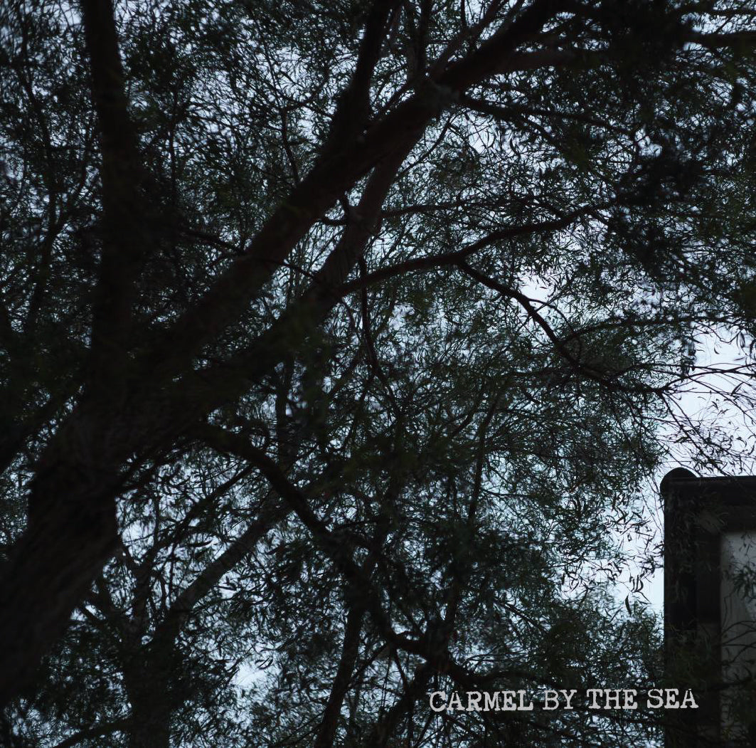 [P] Colombia El Verger Gesha Natural