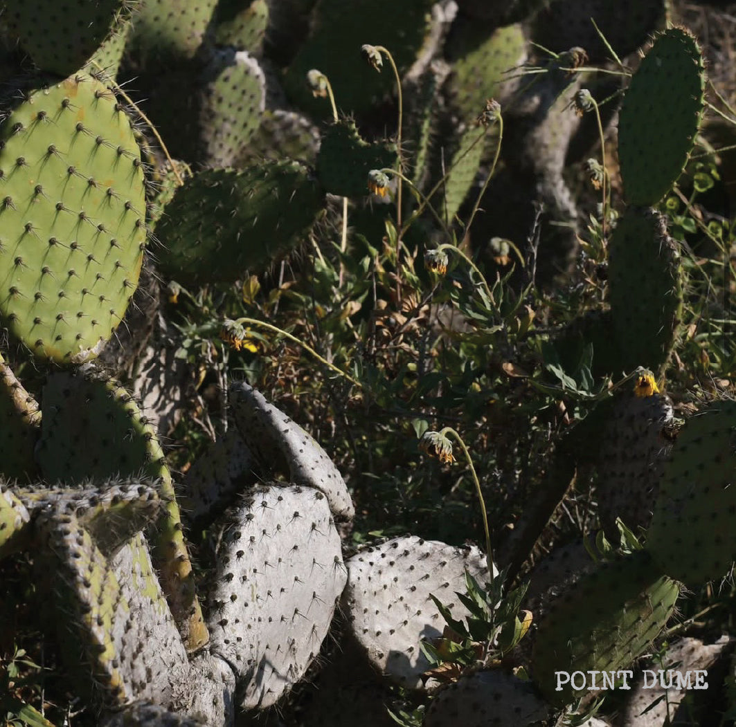 [B]  Guatemala El Jardin Washed