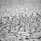 [N]  Colombia Las Flores Yeast Washed