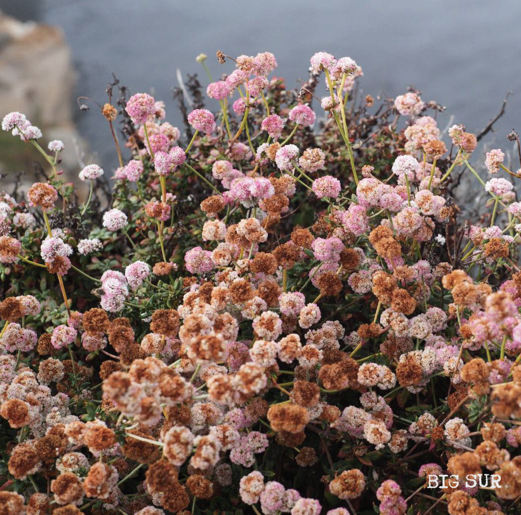 [L]  Panama La Mimada Geisha Kivek Yeast Fermentation