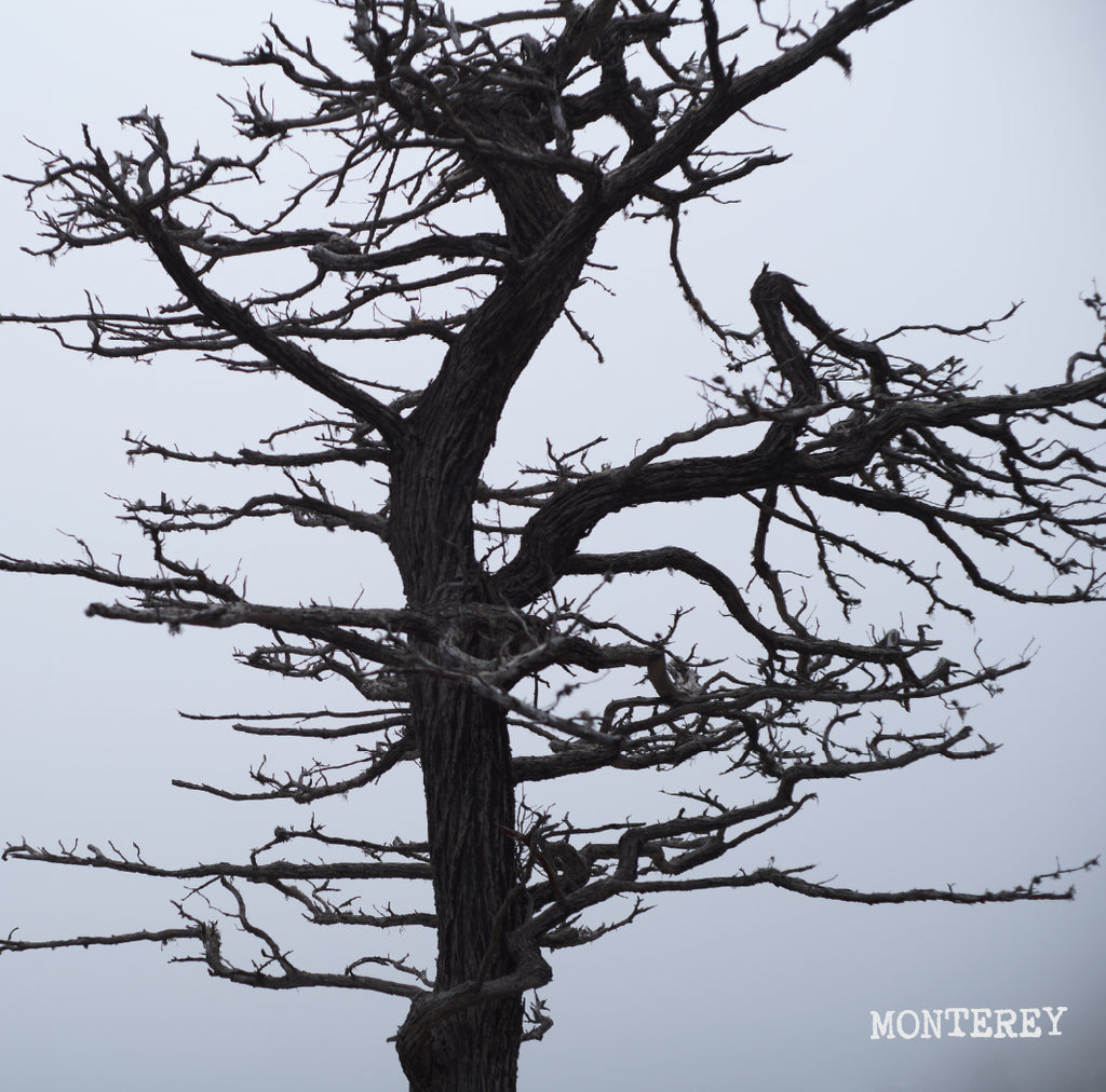 [Q]  Colombia Monteblanco Natural