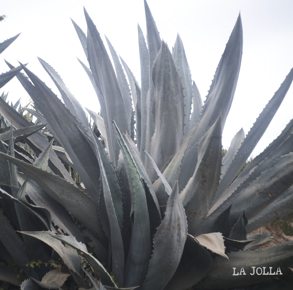 [O]  Guatemala Vista Hermosa Geisha Natural