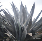 [O]  Guatemala Vista Hermosa Geisha Natural