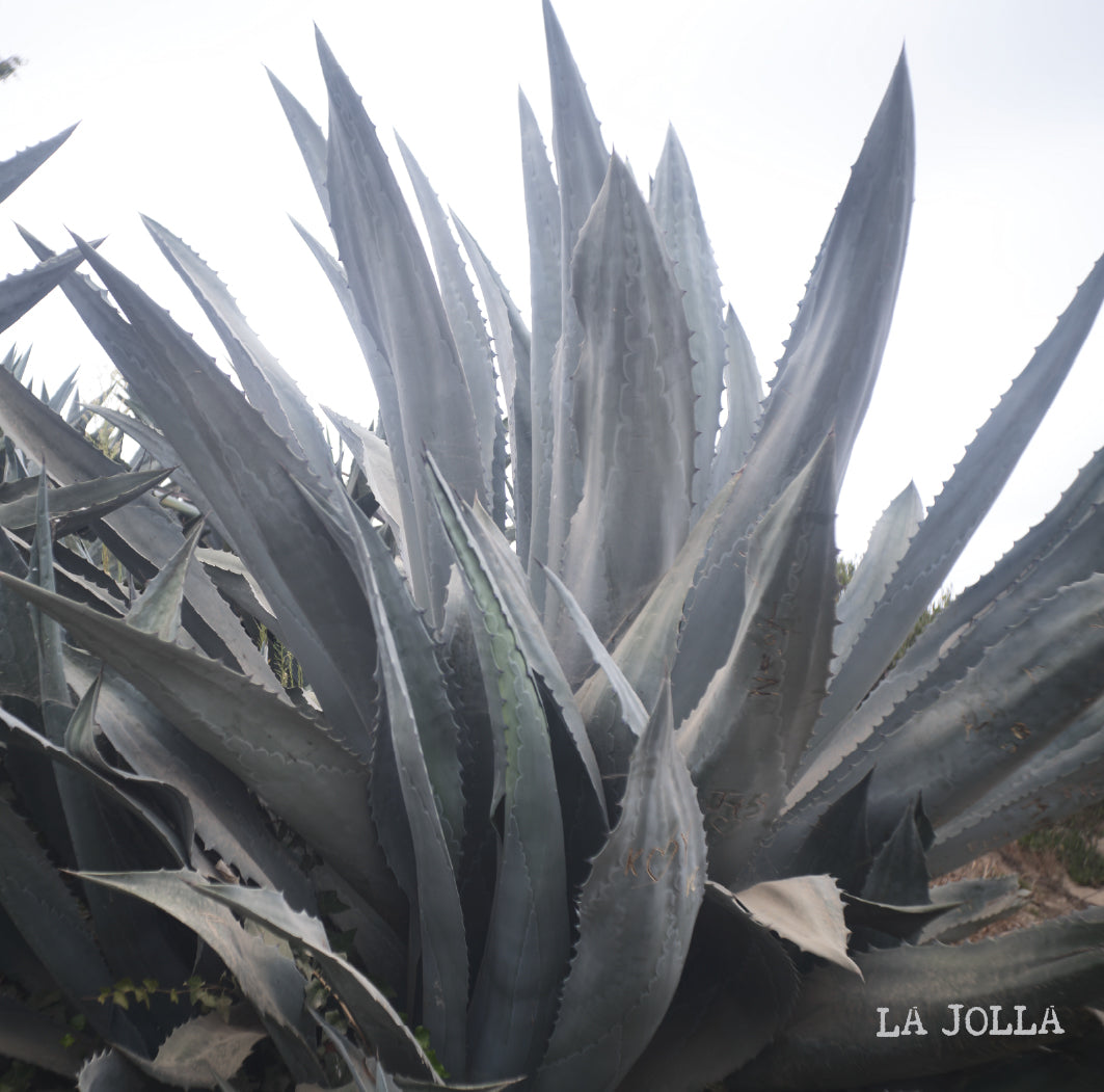 [O]  Guatemala Vista Hermosa Geisha Natural